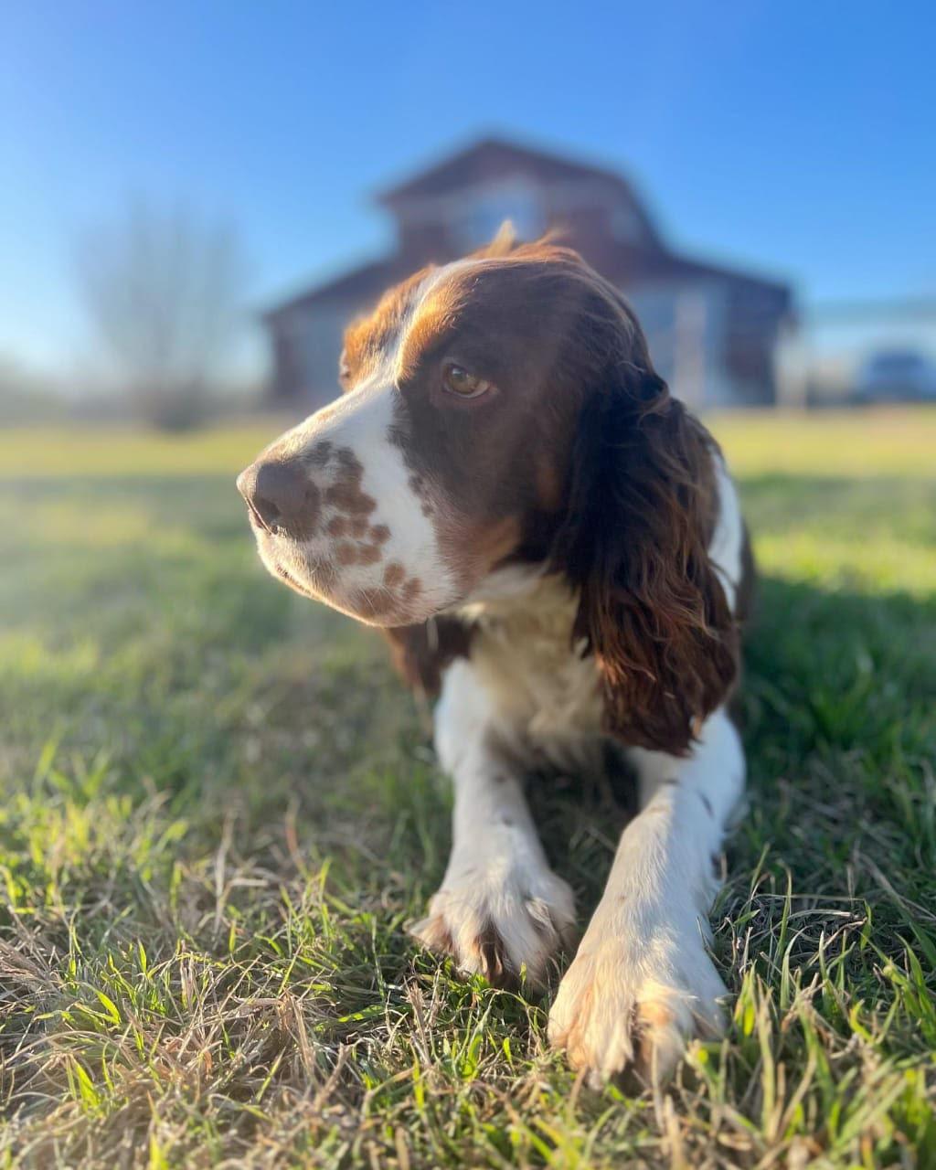 English Springer Spaniel in a meadow