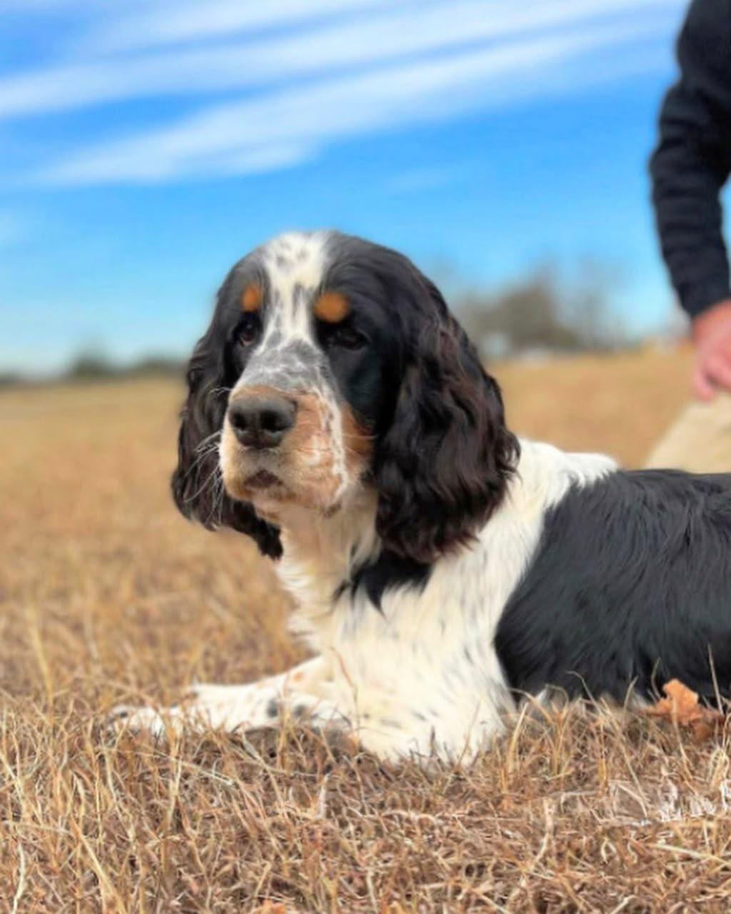 English Springer Spaniel running